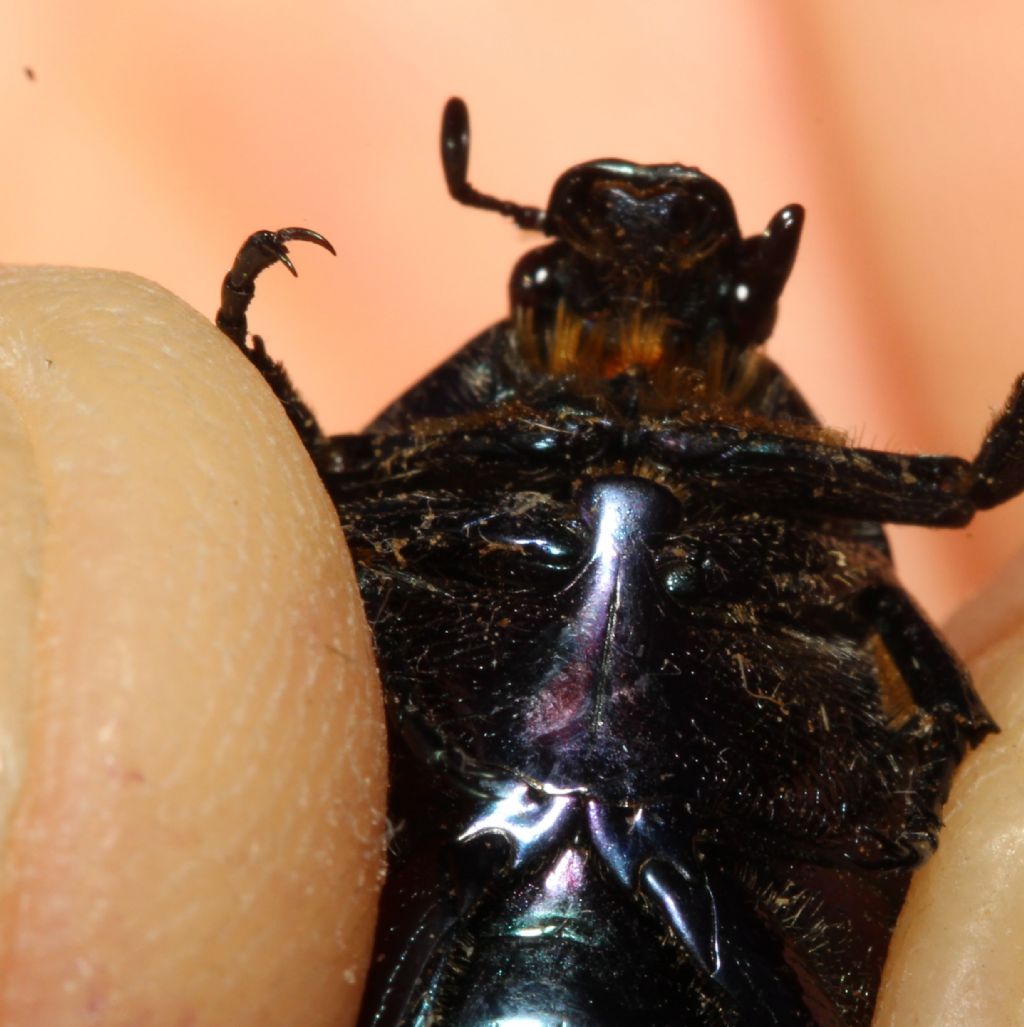 Cetoniidae: Protaetia (Netocia) cuprea cuprea